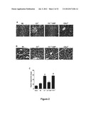 METHODS OF STIMULATING LIVER REGENERATION diagram and image