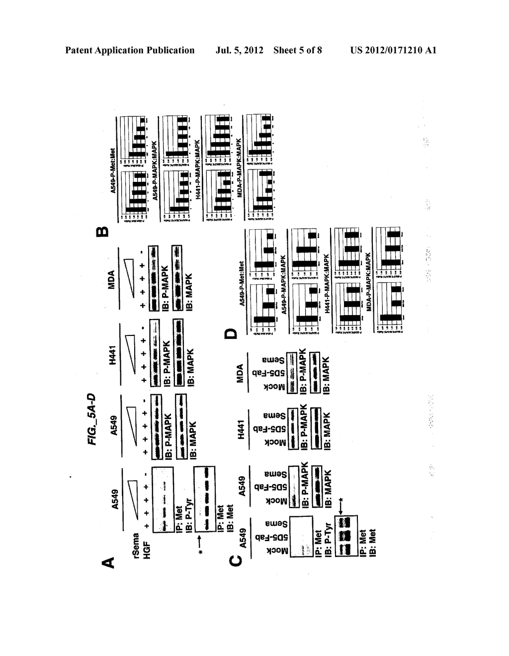 METHODS AND COMPOSITIONS FOR INHIBITING C-MET DIMERIZATION AND ACTIVATION - diagram, schematic, and image 06