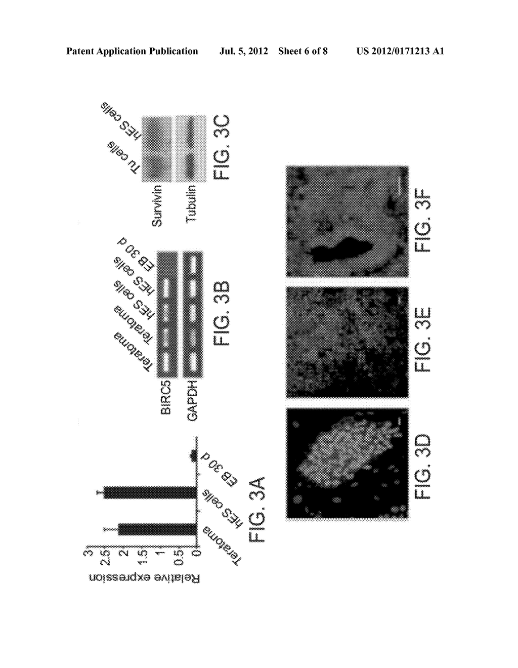 METHOD OF TREATING TUMORS - diagram, schematic, and image 07