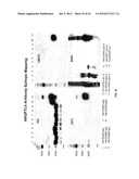 Monoclonal Antibodies Against ANGPTL4 diagram and image