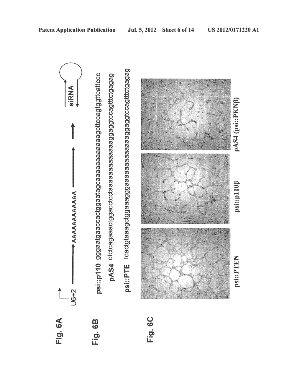 FURTHER USE OF PROTEIN KINASE N BETA - diagram, schematic, and image 07