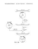 MARKERS OF XMRV INFECTION AND USES THEREOF diagram and image