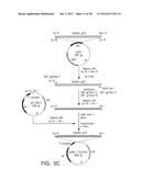 MARKERS OF XMRV INFECTION AND USES THEREOF diagram and image