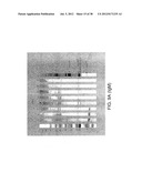 MARKERS OF XMRV INFECTION AND USES THEREOF diagram and image