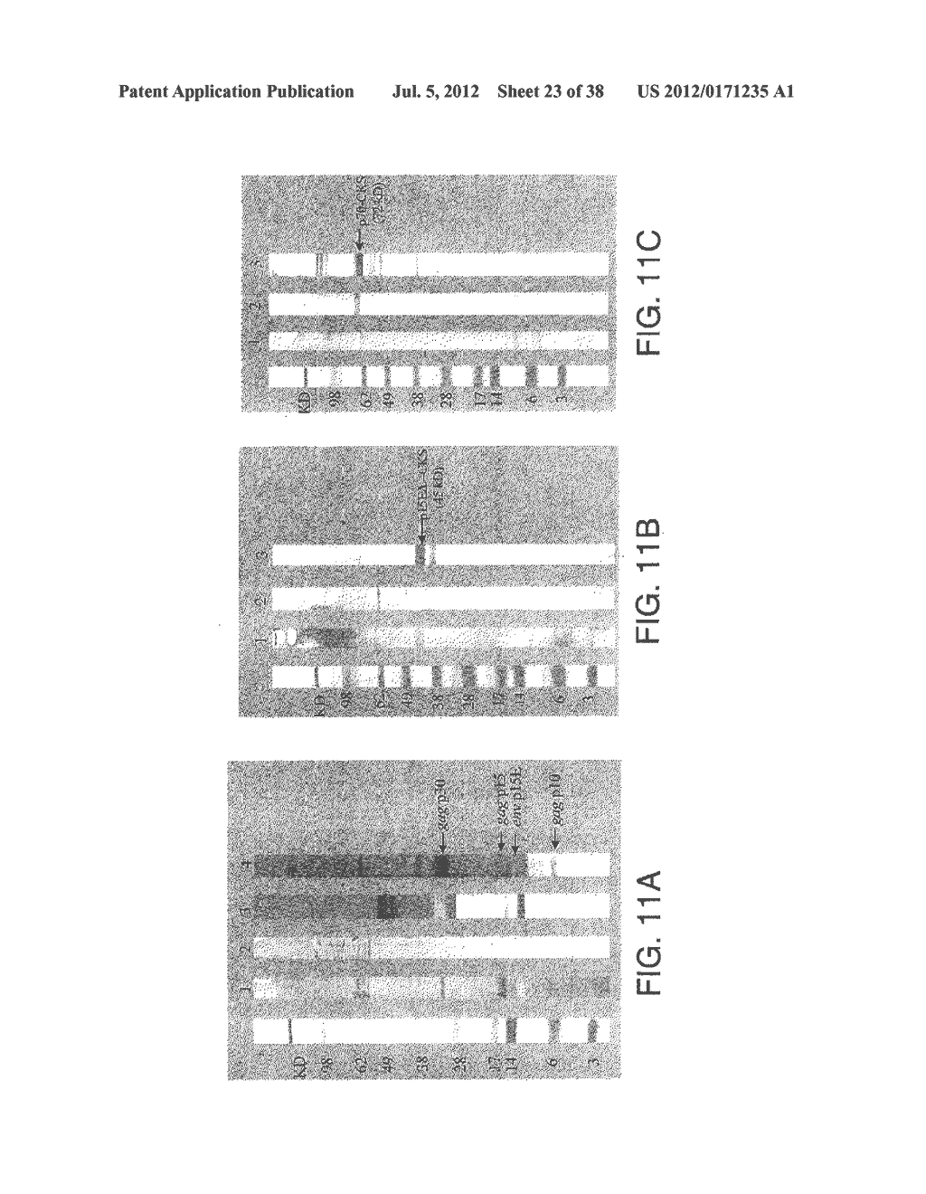 MARKERS OF XMRV INFECTION AND USES THEREOF - diagram, schematic, and image 24