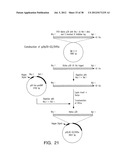 MARKERS OF XMRV INFECTION AND USES THEREOF diagram and image