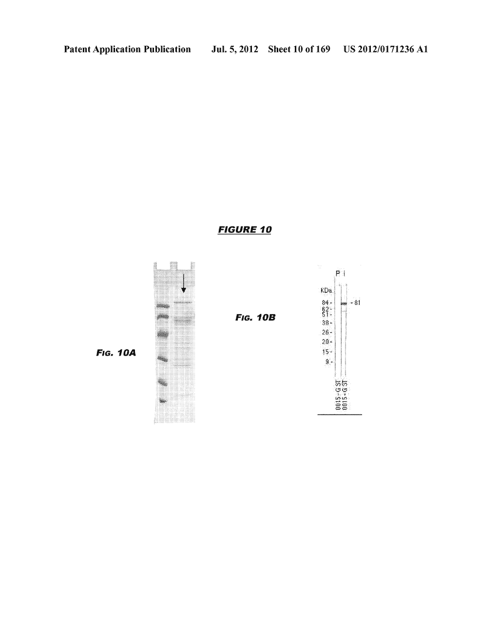 IMMUNIZATION AGAINST CHLAMYDIA PNEUMONIAE - diagram, schematic, and image 11