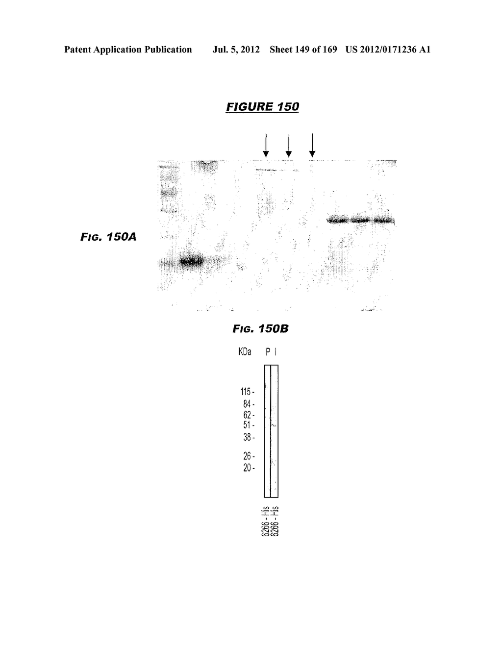 IMMUNIZATION AGAINST CHLAMYDIA PNEUMONIAE - diagram, schematic, and image 150