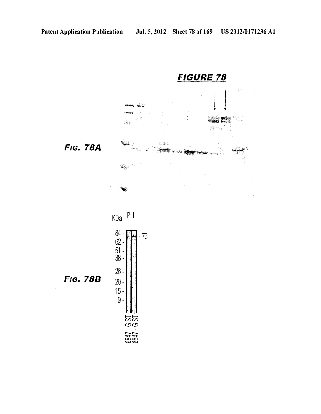 IMMUNIZATION AGAINST CHLAMYDIA PNEUMONIAE - diagram, schematic, and image 79