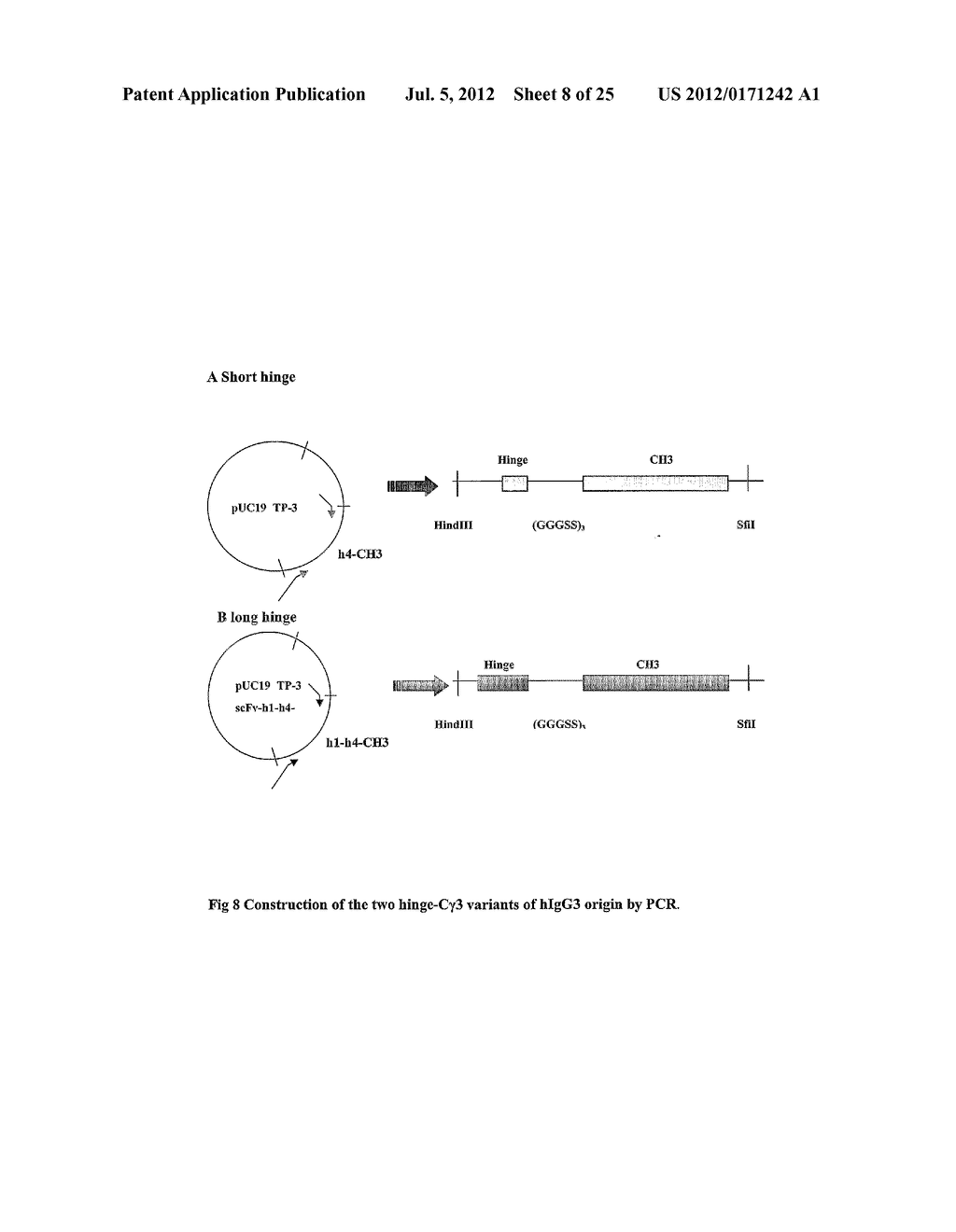 Modified Antibody - diagram, schematic, and image 09