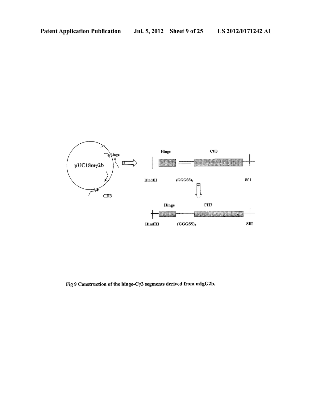 Modified Antibody - diagram, schematic, and image 10