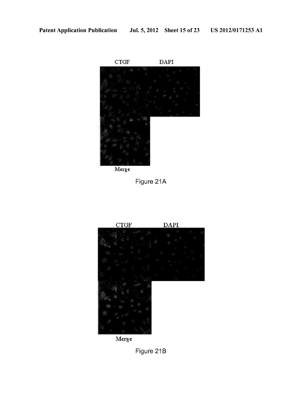 Fibromodulin Peptide - diagram, schematic, and image 16