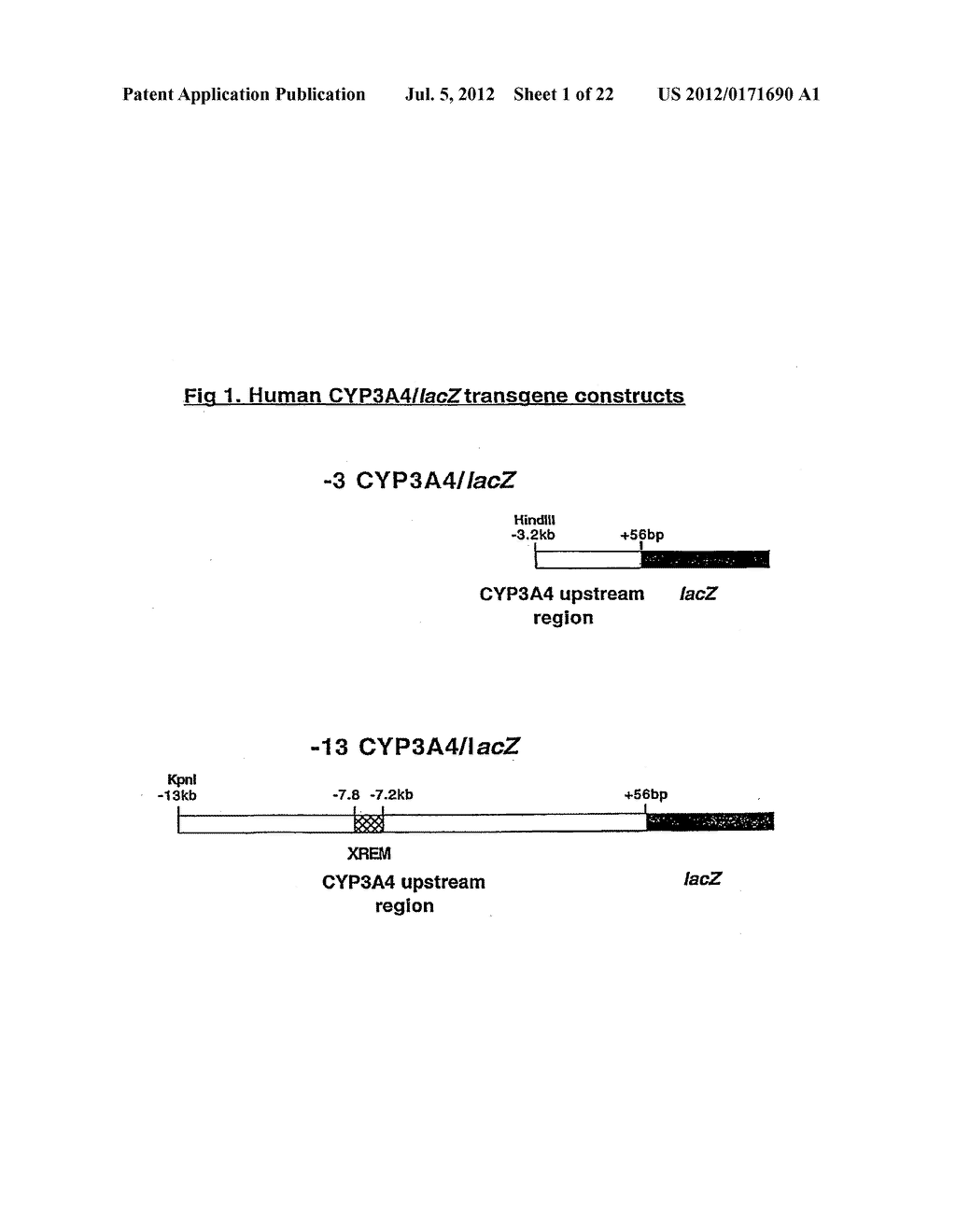 Transgenic Animals for Analyzing CYP3A4 Cytochrome P450 Gene Regulation - diagram, schematic, and image 02