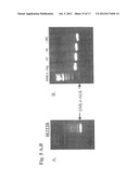 Gene Defects And Mutant ALK Kinase In Human Solid Tumors diagram and image