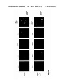 IDENTIFICATION OF REGULATORY T CELLS VIA THE GLOBAL GENE REGULATOR SATB1 diagram and image