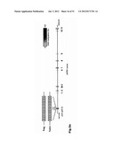 IDENTIFICATION OF REGULATORY T CELLS VIA THE GLOBAL GENE REGULATOR SATB1 diagram and image