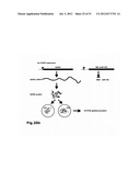 IDENTIFICATION OF REGULATORY T CELLS VIA THE GLOBAL GENE REGULATOR SATB1 diagram and image