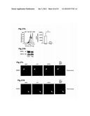 IDENTIFICATION OF REGULATORY T CELLS VIA THE GLOBAL GENE REGULATOR SATB1 diagram and image