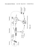 Method of Making Ribosomes diagram and image