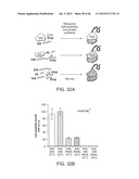 Method of Making Ribosomes diagram and image