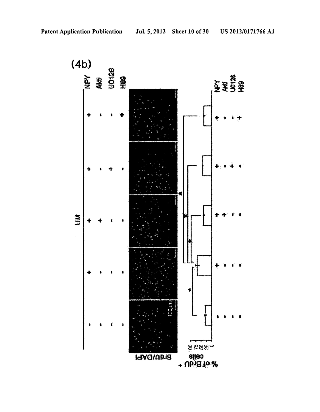 MEDIUM COMPOSITION COMPRISING NEUROPEPTIDE Y FOR THE GENERATION,     MAINTENANCE, PROLONGED UNDIFFERENTIATED GROWTH OF PLURIPOTENT STEM CELLS     AND METHOD OF CULTURING PLURIPOTENT STEM CELL USING THE SAME - diagram, schematic, and image 11