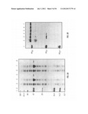 ANTIBODIES THAT SPECIFICALLY BIND HEDGEHOG-DERIVED POLYPEPTIDES diagram and image