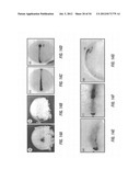 ANTIBODIES THAT SPECIFICALLY BIND HEDGEHOG-DERIVED POLYPEPTIDES diagram and image