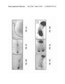 ANTIBODIES THAT SPECIFICALLY BIND HEDGEHOG-DERIVED POLYPEPTIDES diagram and image