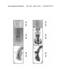 ANTIBODIES THAT SPECIFICALLY BIND HEDGEHOG-DERIVED POLYPEPTIDES diagram and image