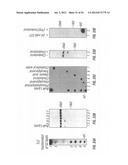 ANTIBODIES THAT SPECIFICALLY BIND HEDGEHOG-DERIVED POLYPEPTIDES diagram and image