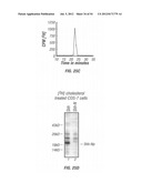 ANTIBODIES THAT SPECIFICALLY BIND HEDGEHOG-DERIVED POLYPEPTIDES diagram and image