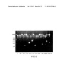 GENETIC POLYMORPHISMS ASSOCIATED WITH ADVANCED LUNG DISEASES diagram and image