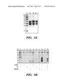 METHODS AND COMPOSITIONS FOR DIAGNOSTIC ASSAYS FOR MEASURING CELL MEDIATED     IMMUNE RESPONSE diagram and image