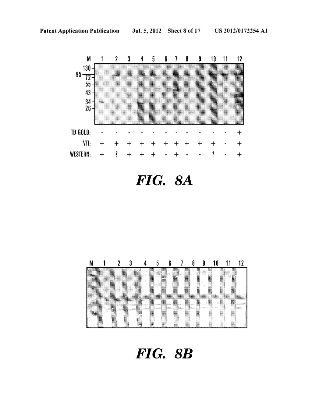 METHODS AND COMPOSITIONS FOR DIAGNOSTIC ASSAYS FOR MEASURING CELL MEDIATED     IMMUNE RESPONSE - diagram, schematic, and image 09