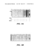 METHODS AND COMPOSITIONS FOR DIAGNOSTIC ASSAYS FOR MEASURING CELL MEDIATED     IMMUNE RESPONSE diagram and image