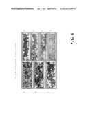 USING POPULATIONS OF BEADS FOR THE FABRICATION OF ARRAYS ON SURFACES diagram and image