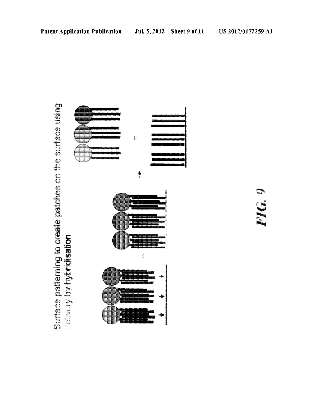 USING POPULATIONS OF BEADS FOR THE FABRICATION OF ARRAYS ON SURFACES - diagram, schematic, and image 10