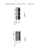 Klotho Protein and Related Compounds for the Treatment and Diagnosis of     Cancer diagram and image