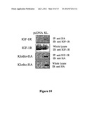 Klotho Protein and Related Compounds for the Treatment and Diagnosis of     Cancer diagram and image