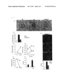 INSULIN-PRODUCING CELL INDUCER, GLUCOSE INTAKE ENHANCER, AND THERAPEUTIC     AGENT FOR DIABETES OR DIABETES COMPLICATIONS diagram and image