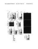 INSULIN-PRODUCING CELL INDUCER, GLUCOSE INTAKE ENHANCER, AND THERAPEUTIC     AGENT FOR DIABETES OR DIABETES COMPLICATIONS diagram and image