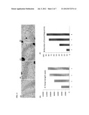 NOVEL TUBULIN INHIBITORS AND METHODS OF USING THE SAME diagram and image