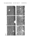 NOVEL TUBULIN INHIBITORS AND METHODS OF USING THE SAME diagram and image