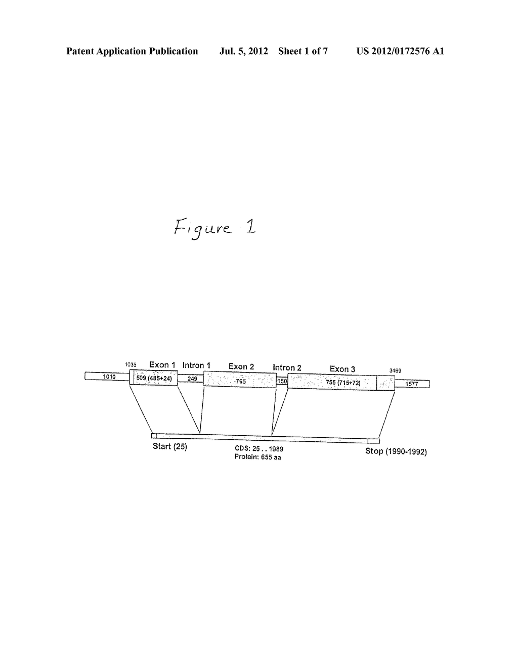 METHOD AND MARKER FOR SIMPLE TRANSFORMATION AND SELECTION OF RECOMBINANT     PROTISTS - diagram, schematic, and image 02