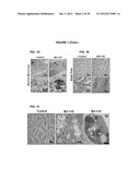 PROCESS FOR THE IDENTIFICATION OF COMPOUNDS FOR TREATING CANCER diagram and image