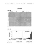 PROCESS FOR THE IDENTIFICATION OF COMPOUNDS FOR TREATING CANCER diagram and image