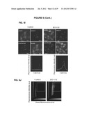 PROCESS FOR THE IDENTIFICATION OF COMPOUNDS FOR TREATING CANCER diagram and image