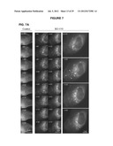 PROCESS FOR THE IDENTIFICATION OF COMPOUNDS FOR TREATING CANCER diagram and image