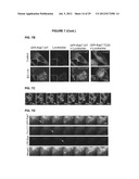 PROCESS FOR THE IDENTIFICATION OF COMPOUNDS FOR TREATING CANCER diagram and image