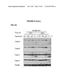 PROCESS FOR THE IDENTIFICATION OF COMPOUNDS FOR TREATING CANCER diagram and image